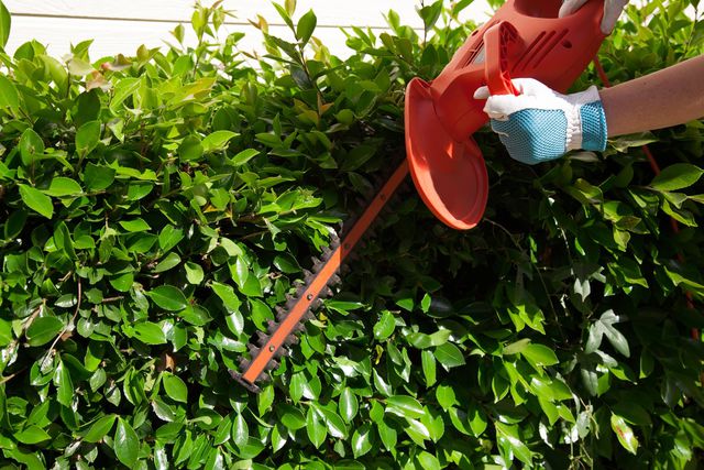 Pruning and Hedging Monto